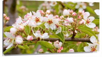 Lienzo Rama de flores de almendro
